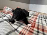 Malshipoo puppies - Photo 1 of 8