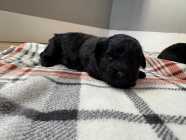 Malshipoo puppies - Photo 2 of 8