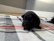 Malshipoo puppies - Photo 3 of 8