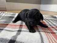 Malshipoo puppies - Photo 4 of 8