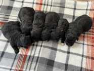 Malshipoo puppies - Photo 6 of 8