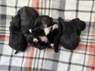 Malshipoo puppies - Photo 7 of 8