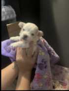 Maltese/Briwer Yorkie terrier puppies 