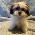 Maltese Shih-tzu Available