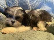 Maltese Shih-tzu Available - Photo 2 of 4