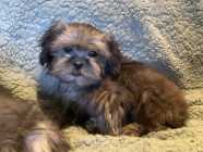 Maltese Shih-tzu Available - Photo 3 of 4