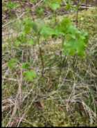 For Sale: Maple Saplings