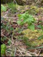 For Sale: Maple Saplings - Photo 1 of 2
