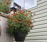 Marigold Seeds - Buy Local  - Photo 1 of 4