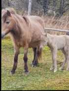 Miniature mare  - Photo 1 of 2