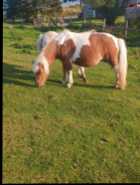 Miniature mare 