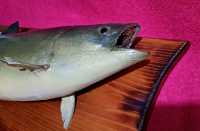 Mounted Fish (Not A Real Fish!) - Photo 2 of 4