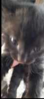 Mystical black Russian kittens - Photo 1 of 3