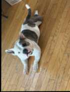 Nano pocket bully pups - Photo 2 of 4