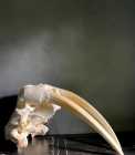 Narwhal and Walrus Tusk - Photo 1 of 3