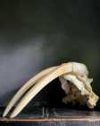 Narwhal and Walrus Tusk - Photo 2 of 3