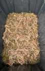 Night Worms