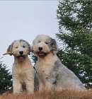 Old English Sheepadoodle Puppies