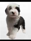 Old English Sheepadoodle Puppies - Photo 1 of 4