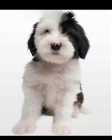 Old English Sheepadoodle Puppies - Photo 2 of 4
