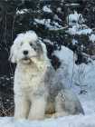 Old English Sheepadoodle Puppies - Photo 3 of 4