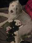 They've Arrived! Old English Puppies