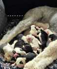 They've Arrived! Old English Puppies - Photo 5 of 11