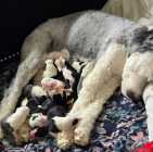 They've Arrived! Old English Puppies - Photo 6 of 11