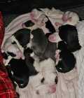 They've Arrived! Old English Puppies - Photo 7 of 11