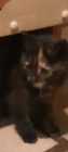 One female kitten Russian blue and maincoon 