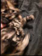 One female kitten