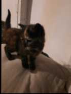 One female kitten