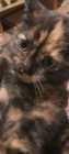 One female kitten Russian blue and maincoon  - Photo 1 of 2