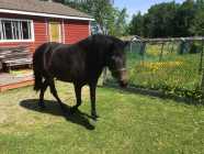 One NL Pony 