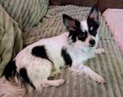 One year old Purebred Papillon
