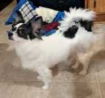 One year old Purebred Papillon - Photo 2 of 7