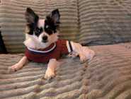 One year old Purebred Papillon - Photo 3 of 7