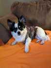 One year old Purebred Papillon - Photo 5 of 7