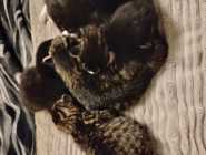 Part Maine Coon Kitten's