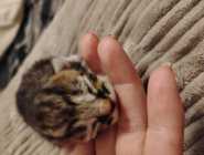 Part Maine Coon Kitten's - Photo 1 of 10