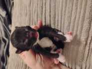 Part Maine Coon Kitten's - Photo 2 of 10