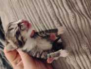 Part Maine Coon Kitten's - Photo 3 of 10