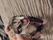 Part Maine Coon Kitten's - Photo 5 of 10