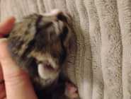 Part Maine Coon Kitten's - Photo 6 of 10
