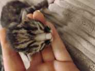 Part Maine Coon Kitten's - Photo 8 of 10