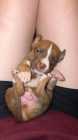 Pitsky puppies for sale