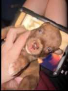 Pitsky puppies for sale - Photo 1 of 4