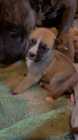 Pitsky puppies for sale - Photo 2 of 4