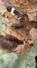 Pitsky puppies for sale - Photo 3 of 4