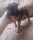 I have 8 pittboxer puppies. 8 weeks old ready to go ...